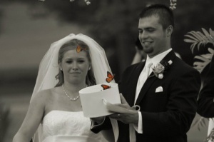 This is from swallowtailfarms.com.  They sell these butterflies.  Please notice the bride's face!
